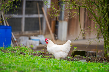 White chicken on meadow of cooperative farm at Swiss City of Zürich on a rainy spring day. Photo taken March 29th, 2025, Zurich Schwamendingen, Switzerland.