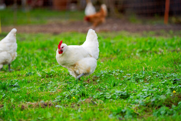 White chicken on meadow of cooperative farm at Swiss City of Zürich on a rainy spring day. Photo taken March 29th, 2025, Zurich Schwamendingen, Switzerland.