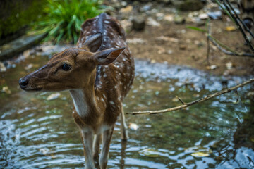 The close display of the deer stands on the puddle of the remaining rain water.
