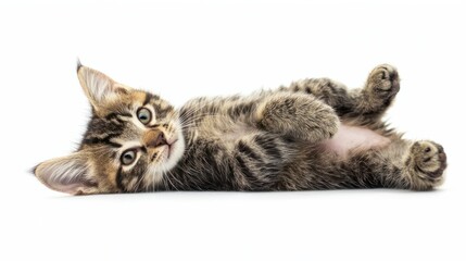 Playful Tabby Kitten Lying on Its Back with Cute Expressions