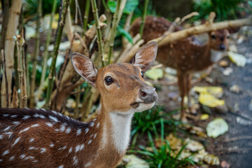 close display of deer facing the camera