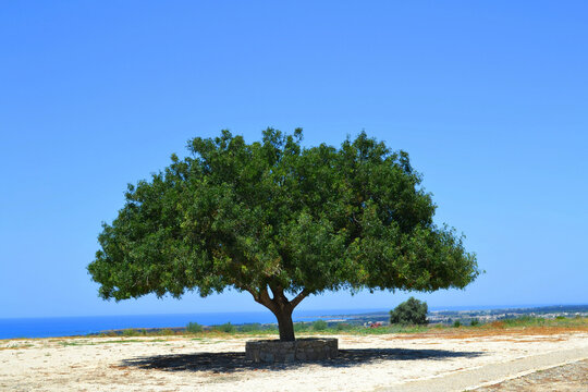 Solitary carob green tree on a sunny day with a clear blue sky for nature serenity and landscape photography