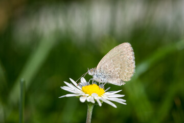 Close up of Common grass blue butterfly