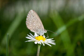Close up of Common grass blue butterfly