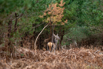 Biche dans un sous-bois en forêt