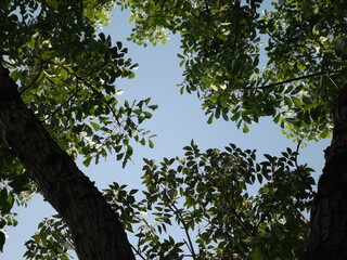 An aerial view of a tree at noon.