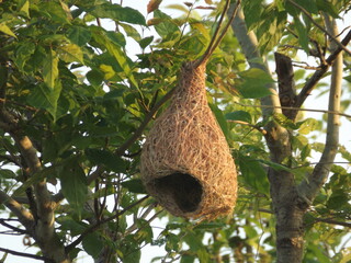 
Swallow's Nest, an architecture that creates a habitat for animals