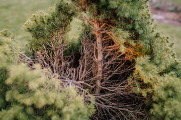Close-up of a damaged or pruned conifer bush, showing exposed dry branches inside surrounded by dense green foliage, captured in an outdoor garden setting..