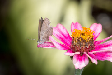 Close up of Common grass blue butterfly