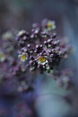 purple flowers on a tree