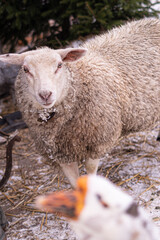 sheep in the snow at winter