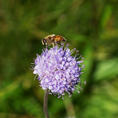 a single bee sitting on a purple spherical blossom of a wild flower in a meadow