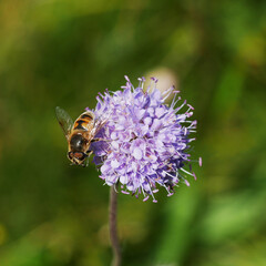 a single bee sitting on a purple spherical blossom of a wild flower in a meadow