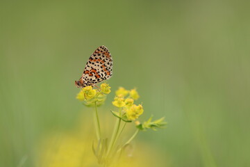 una farfalla melitaea al tramonto