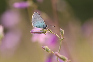 una farfalla con le ali azzurre in primavera