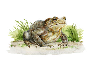 Realistic common toad on the grassy ground hand drawn illustration. Bufo bufo wildlife nature amphibian animal. Vintage style cute realistic toad illustration isolated on white background
