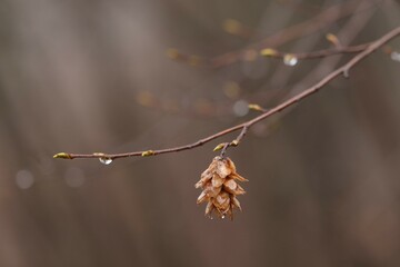 albero di carpino in inverno al tramonto