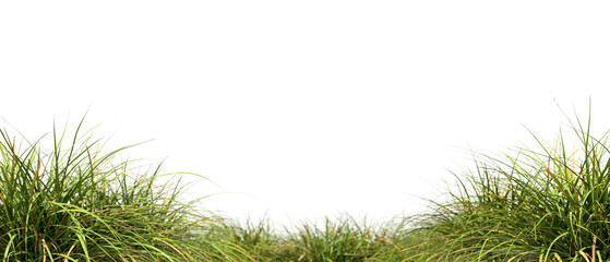 Grassland meadow growth landscaping on transparent backgrounds 3d rendering png file