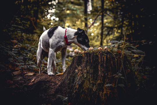 Hund schnuppert im Wald allerlei Interessantes