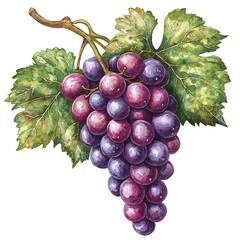 Fototapeta premium A Detailed Illustration of a Bunch of Red Grapes with Lush Green Leaves.
