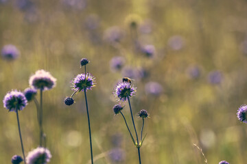 Bl&uuml;hende Wildblumen im Allg&auml;uer Alpenvorland	
