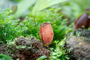 Nepenthes ampullaria, one of the species of Carnivorous Pitcher Plant, which is in a place with good care in a park in the city of Bogor