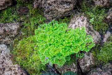Selaginella apoda or kraussiana, also known as meadow spikemoss, is bred in a special room in a forest park in the city of Bogor, West Java, Indonesia