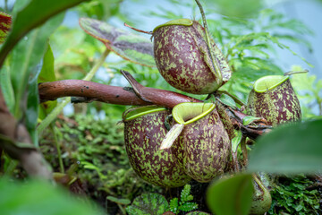 Nepenthes ampullaria, one of the species of Carnivorous Pitcher Plant, which is in a place with good care in a park in the city of Bogor