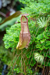 Nepenthes kampotiana, one of the species of Carnivorous Pitcher Plant, which is in a place with good care in bogor botanical gardens