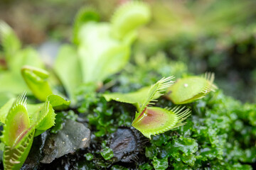 Venus Flytrap (Dionea Muscipula, one of the Carnivores Plants in a place with good care in a park in the city of Bogor