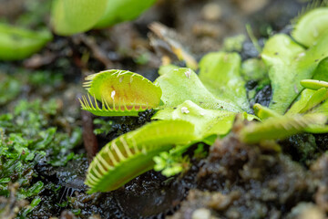 Venus Flytrap (Dionea Muscipula, one of the Carnivores Plants in a place with good care in a park in the city of Bogor