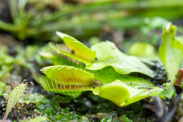 Venus Flytrap (Dionea Muscipula, one of the Carnivores Plants in a place with good care in a park in the city of Bogor