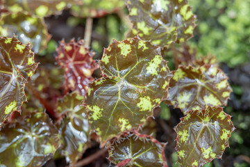 Begonia Bowerae Ziesenh, one of the species of Begonia Plant, which is in a place with good care in a park in the city of Bogor