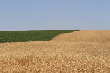 Fototapeta premium wheat
