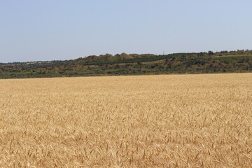 Fototapeta premium wheat