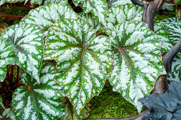 Painted-Leaf Begonia (begonia rex), one of the species of Begonia Plant, which is in a place with good care in a park in the city of Bogor