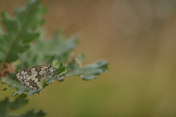 una farfalla melanargia galathea in estate
