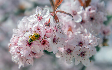 closeup of a bee foraging on the flowers of an ornamental cherry tree at springtime