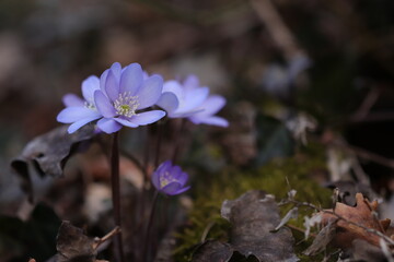 fiore di anemone hepatica nel bosco