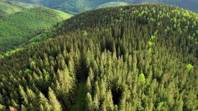 Aerial view green mountain landscape. Rolling hills covered in dense pine forests and trees stretch into the distance. Contrasting shades of green and distant peaks create a serene, picturesque view.
