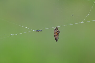 un'ala di una farfalla su una ragnatela