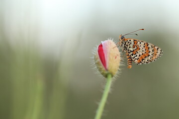 una farfalla melitaea al tramonto