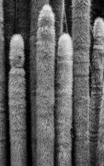 Close up of a bunch of cactus in Mono Color