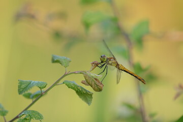 una libellula al tramonto in estate
