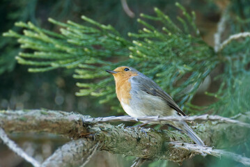 European robin (Erithacus rubecula) sitting on a tree branch in Zurich, Switzerland