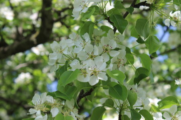 pear blossom