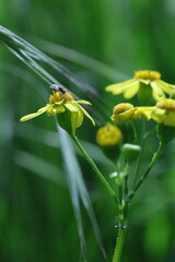 yellow flower in the garden