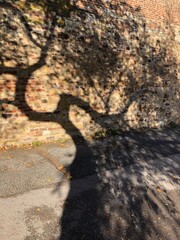 Cool tree shadow on a brick wall