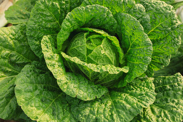 Chinese cabbage crops growing at field
