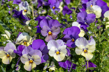 春の花壇に咲くパンジーの花
※審査中にタイトルの変更はできません。審